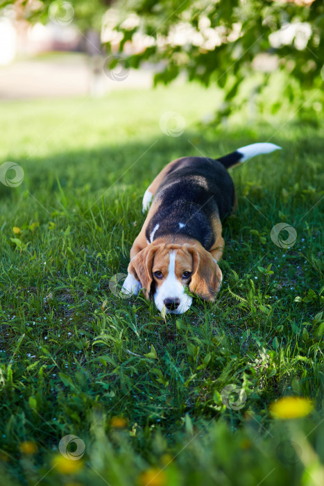 Скачать Симпатичная собачка Бигль лежит на зеленой траве в тени дерева. фотосток Ozero