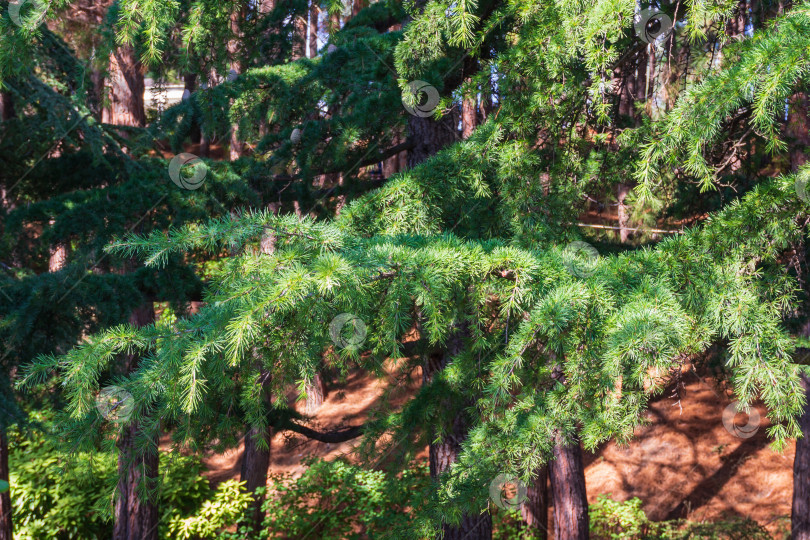 Скачать Прекрасный гималайский кедр (Cedrus Deodara, кедр Деодар) в ландшафтном парке "Парадайз" санатория "Айвазовский" в Партените в Крыму. Огромные деревья вдоль пешеходных дорожек на побережье Черного моря. фотосток Ozero