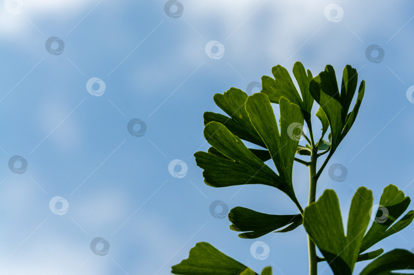 Скачать Ярко-зеленые молодые листья дерева гинкго (Ginkgo biloba), известного как гинкго или жимолость, на фоне размытого голубого неба. Выборочный фокус. Крупный план. Солнечный летний день. Концепция природы для дизайна. Место для текста. фотосток Ozero