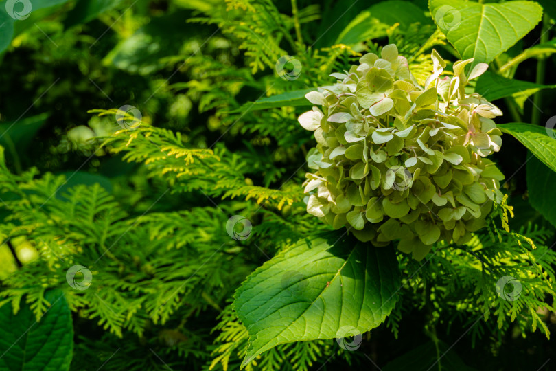 Скачать Огромный зеленый цветок гортензии крупнолистной на размытом фоне вечнозеленых растений в волшебном саду. Выборочный фокус. Летний цветок из множества соцветий. Концепция природы для дизайна. фотосток Ozero