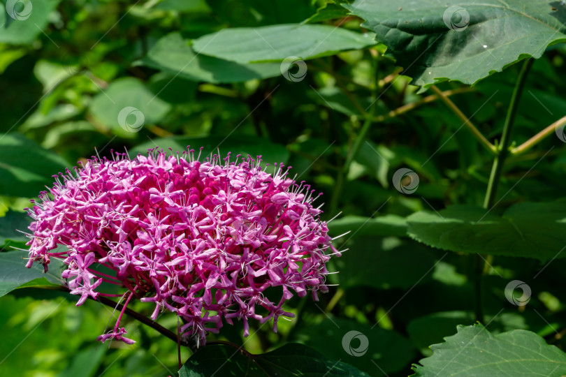 Скачать Крупный план мелких цветков на кустарнике Клеродендрум (лат. Clerodendrum), собранных в одиночное ароматное соцветие. Избирательный фокус. Ярко-розовые цветки клеродендрума на размытом фоне зелени в саду. фотосток Ozero