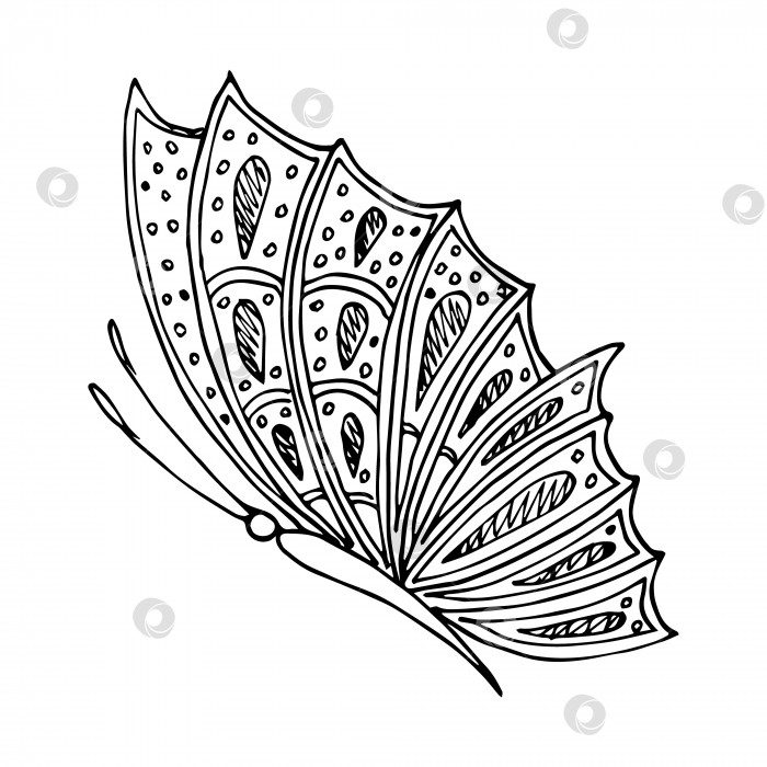 Скачать Нарисованный от руки элемент каракули бабочки для раскрашивания, приглашения, открытки. фотосток Ozero