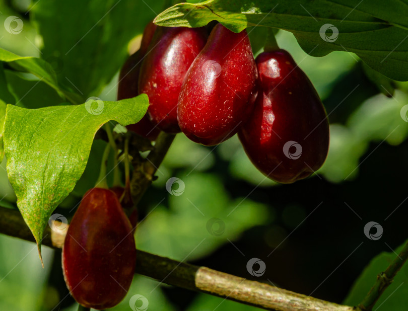 Скачать Красные продолговатые ягоды кизила висят на ветке кизиловой вишни на размытом фоне зелени в саду. Выборочный фокус. Крупный план. Спелый красный сердолик - это тоже кизил в осеннем саду. фотосток Ozero