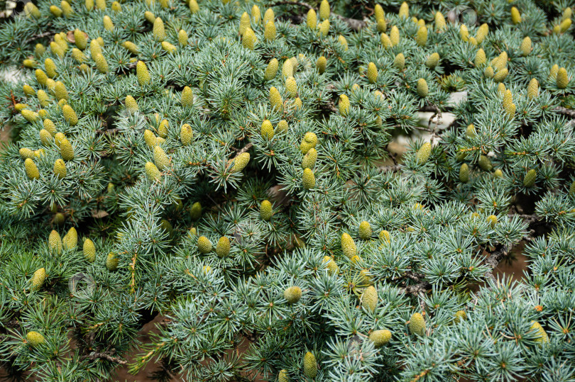 Скачать Кедр атласский (Cedrus atlantica) - крупное вечнозеленое кедровое дерево с игольчатыми листьями, в парковой зоне Феодосии в Крыму. Другое научное название - Cedrus libani atlantica. Ветвь с пыльцевыми шишками. фотосток Ozero