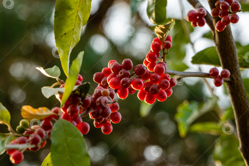 Скачать Красные плоды Elaeagnus umbellata или японской серебристой ягоды, известной как umbellata oleaster или осенняя олива, на размытом фоне зеленой листвы. Выборочный фокус. Крупный план. Концепция природы для дизайна. фотосток Ozero