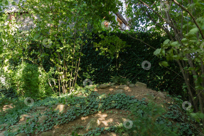 Скачать Стена из зеленых листьев из обычной спирали плюща хедера или английского плюща украшает забор. Забор украшен плющом на высоту более 3 метров круглый год. Оригинальная текстура натуральной зелени. фотосток Ozero