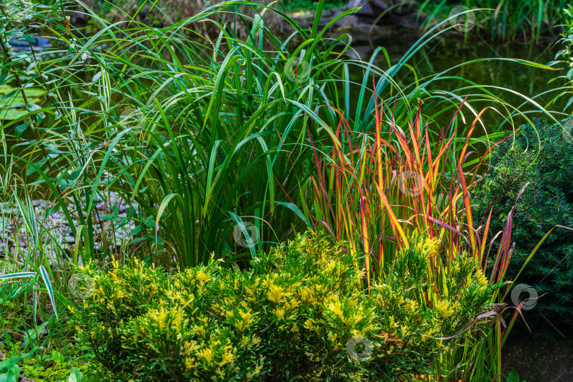 Скачать Волшебный садовый пруд с цветущими кувшинками и лотосами. На переднем плане вечнозеленые можжевельники и уникальные растения. Вечнозеленые растения на противоположной стороне отражаются в воде. Атмосфера спокойствия и счастья фотосток Ozero