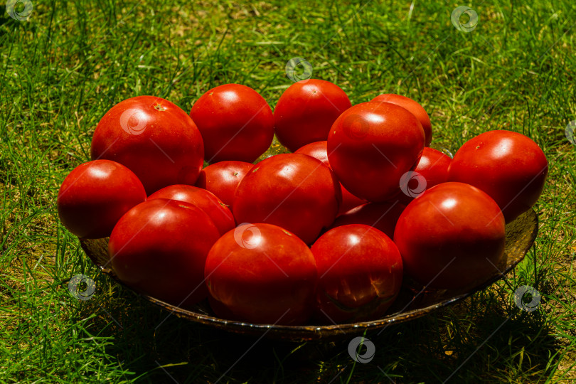 Скачать Красные спелые сладкие помидоры на стеклянном блюде на фоне зеленой травы в саду. Выборочный фокус. Крупный план. Свежие помидоры, собранные и вымытые до блеска для употребления в пищу. фотосток Ozero
