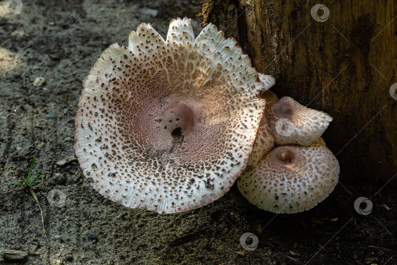 Скачать Смертоносные лесные грибы Хлорофиллум свинцово-шлаковый (Chlorophyllum molybdites) из семейства шампиньонных растут на пне дуба в саду. Шляпка гриба колокольчатой формы белого цвета с желтоватым бугорком в центре. фотосток Ozero