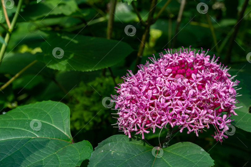 Скачать Многоцветковый кустарник клеродендрум (лат. Clerodendrum) в одиночном ароматном соцветии. Выборочный фокус. Крупный план. Ярко-розовые цветы клеродендрума на размытом фоне зелени в саду. фотосток Ozero