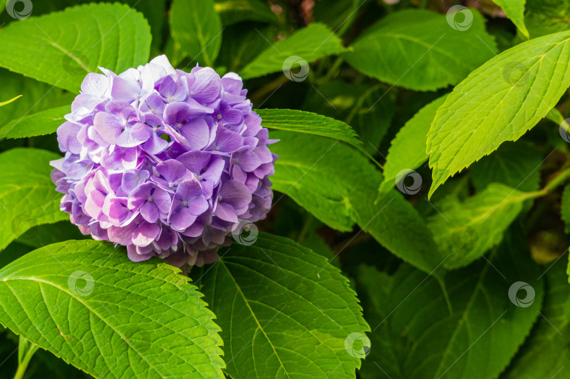 Скачать Соцветие фиолетовых цветов на ветке гортензии крупнолистной на фоне зеленых листьев. Выборочный фокус. Крупный план. Элегантный летний цветочный пейзаж, свежие обои и концепция фона природы фотосток Ozero