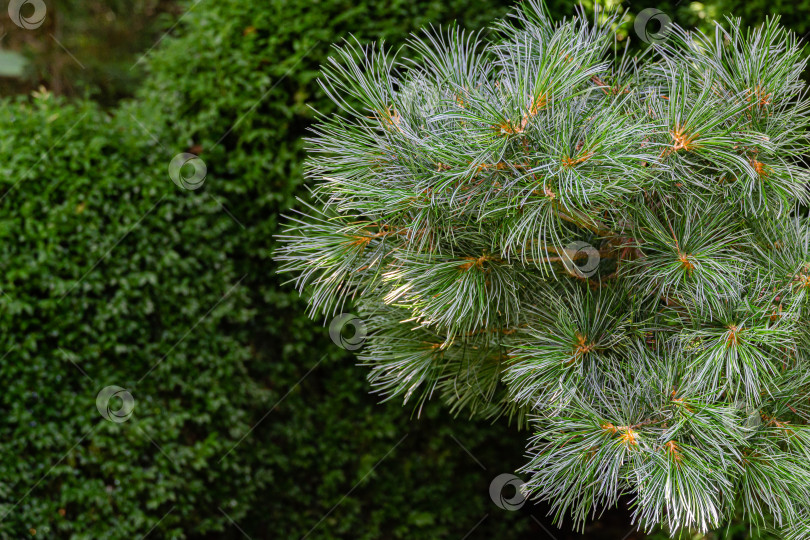 Скачать Ветка с зелеными и серебристыми иглами сосны Pinus parviflora Glauca на размытом фоне вечнозеленых растений. Выборочный фокус. Крупный план. Концепция природы для дизайна. счастливого Рождества и нового года. фотосток Ozero