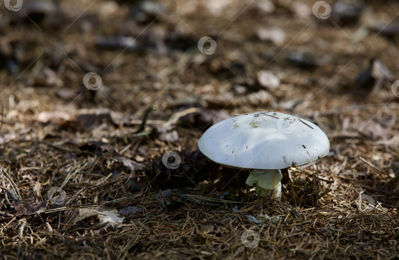 Скачать Гриб белый поганка растёт в лесу среди иголок. Не съедобный гриб. фотосток Ozero