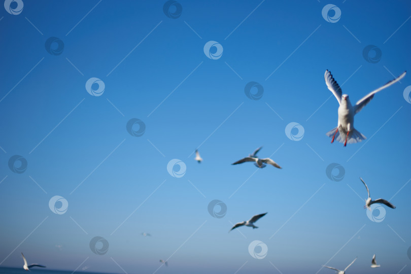 Скачать Чайки, снятые на закате в Балтийском море фотосток Ozero