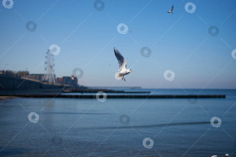 Скачать Чайка, летящая над пляжем, на заднем плане - город фотосток Ozero