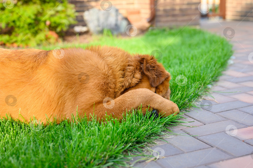 Скачать Собака лежит на зеленой лужайке и от стыда прикрывает морду лапой. Собаке стыдно. фотосток Ozero