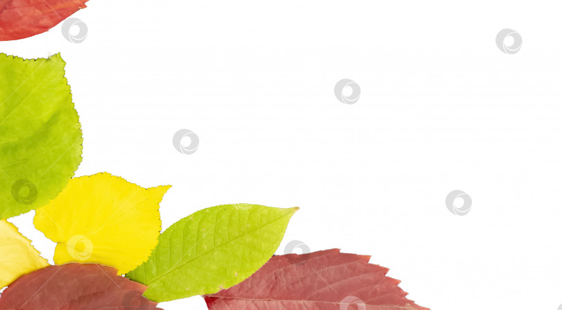 Скачать осенняя рамка, желтые, зеленые и красные осенние листья деревьев, отличная сезонная текстура с осенним настроением. пространство для копирования. Баннер. яркие обои с изображением природы фотосток Ozero