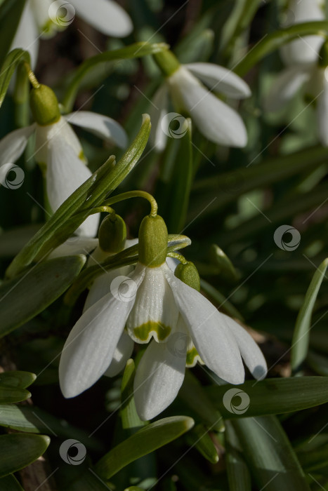 Скачать Подснежники цветут на лужайке в саду. Подснежник - символ весны. фотосток Ozero