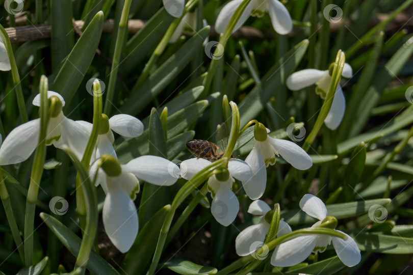 Скачать Подснежники цветут на лужайке в саду. Подснежник - символ весны. фотосток Ozero