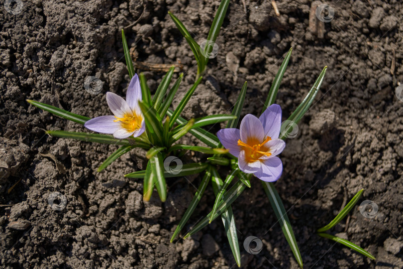 Скачать Крокусы цветут на лужайке в саду. фотосток Ozero
