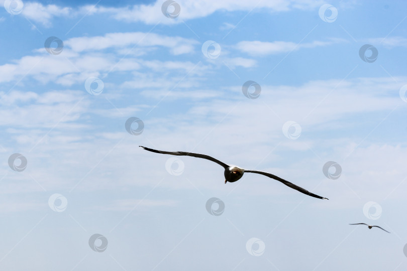 Скачать Чайка на фоне облаков. фотосток Ozero