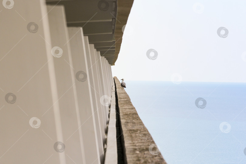 Скачать Чайка на балконе. фотосток Ozero