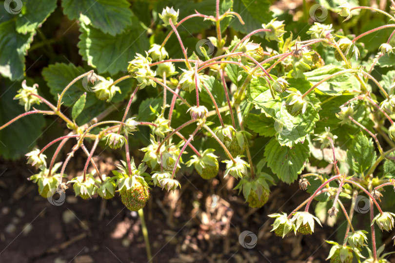 Скачать зеленые кусты клубники, грядка на диване и сад, где выращиваются органические ягоды. зеленые незрелые ягоды в начале лета фотосток Ozero