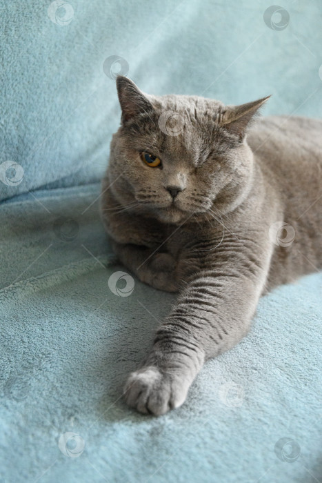 Скачать Крупным планом портрет британской кошки-инвалида, у которой нет одного глаза. фотосток Ozero