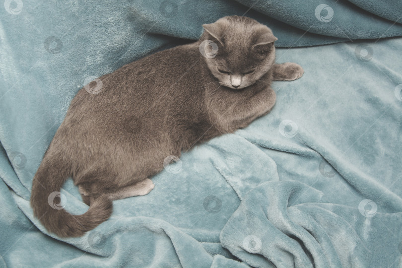 Скачать Концепция хюгге и уюта. Британская серая кошка отдыхает на уютном голубом диване в домашнем интерьере. Закрыть. фотосток Ozero