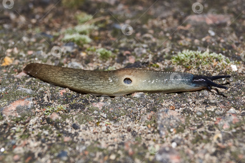 Скачать Слизняк Krynickillus melanocephalus ползает по дорожкам в саду. фотосток Ozero