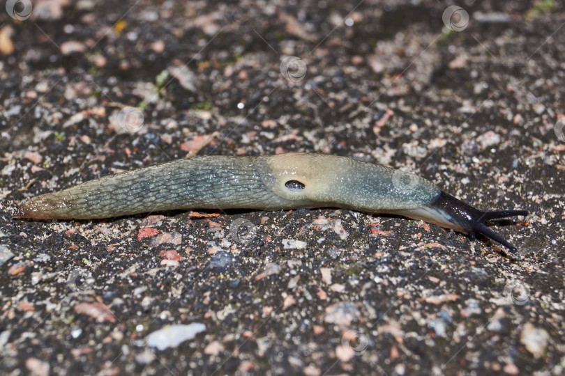 Скачать Слизняк Krynickillus melanocephalus ползает по дорожкам в саду. фотосток Ozero