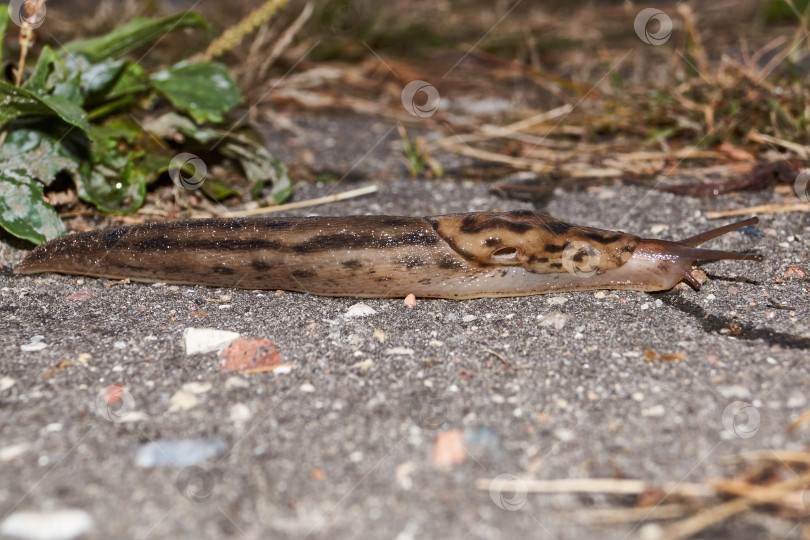 Скачать Большой слизень (лат. Limax maximus) ползает по дорожкам в саду. фотосток Ozero