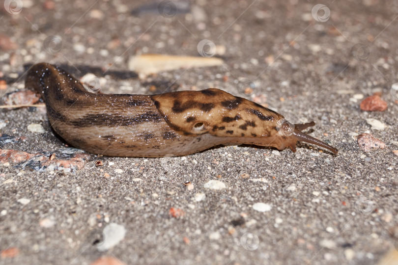 Скачать Большой слизень (лат. Limax maximus) ползает по дорожкам в саду. фотосток Ozero