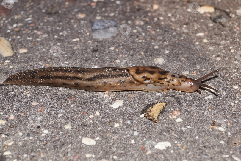 Скачать Большой слизень (лат. Limax maximus) ползает по дорожкам в саду. фотосток Ozero