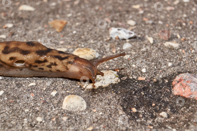 Скачать Большой слизень (лат. Limax maximus) ползает по дорожкам в саду. фотосток Ozero