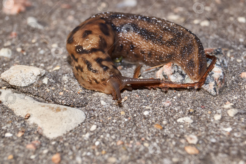 Скачать Большой слизень (лат. Limax maximus) ползает по дорожкам в саду. фотосток Ozero