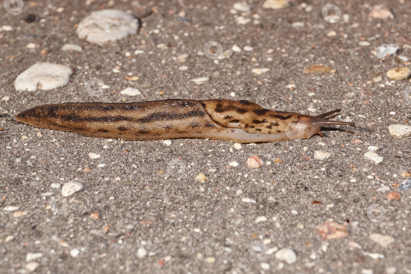 Скачать Большой слизень (лат. Limax maximus) ползает по дорожкам в саду. фотосток Ozero