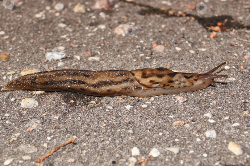 Скачать Большой слизень (лат. Limax maximus) ползает по дорожкам в саду. фотосток Ozero