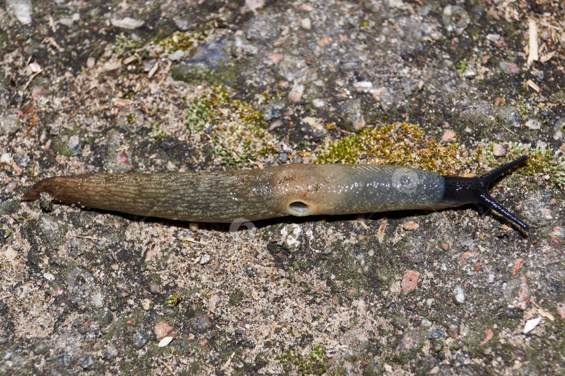 Скачать Слизняк Krynickillus melanocephalus ползает по дорожкам в саду. фотосток Ozero