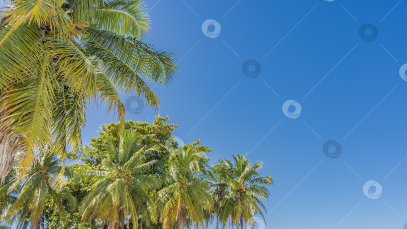 Скачать Верхушки пальм на фоне ясного голубого неба. фотосток Ozero