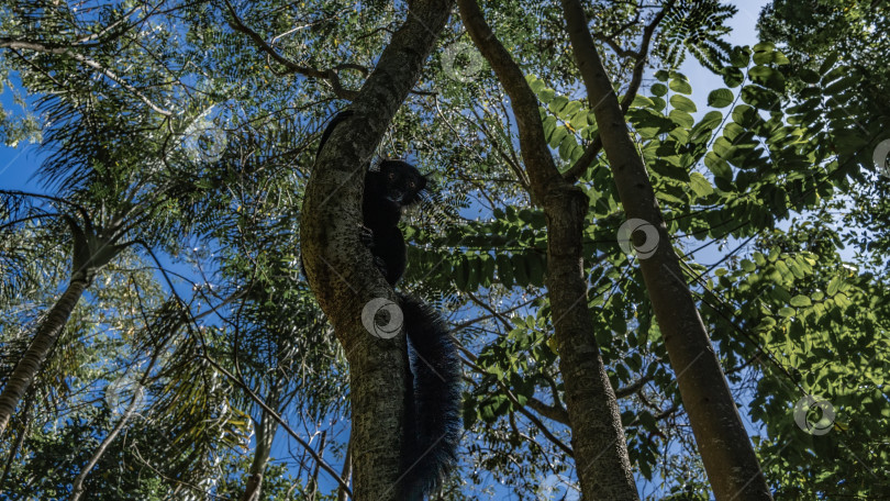 Скачать Любопытный черный лемур Eulemur macaco сидит на дереве фотосток Ozero