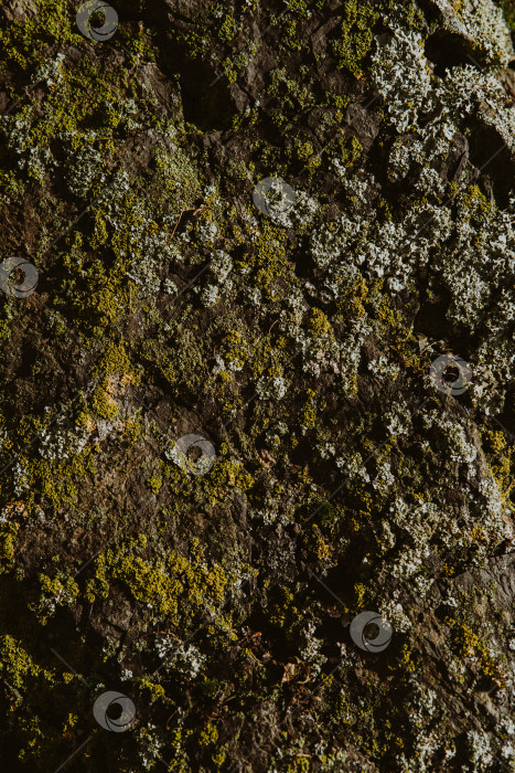 Скачать Текстура замшелой горной породы, каменистая поверхность с древним мхом фотосток Ozero
