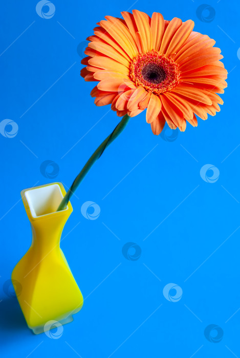 Скачать Гербера в вазе из желтого стекла на изолированном синем фоне. фотосток Ozero