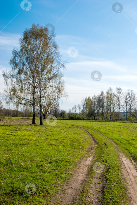 Скачать Весенний пейзаж. Зеленая трава, уходящая вдаль дорога и голубое небо. фотосток Ozero