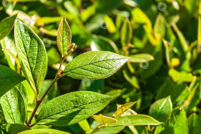 Скачать Ветка с весенними зелеными листьями на естественном фоне. фотосток Ozero