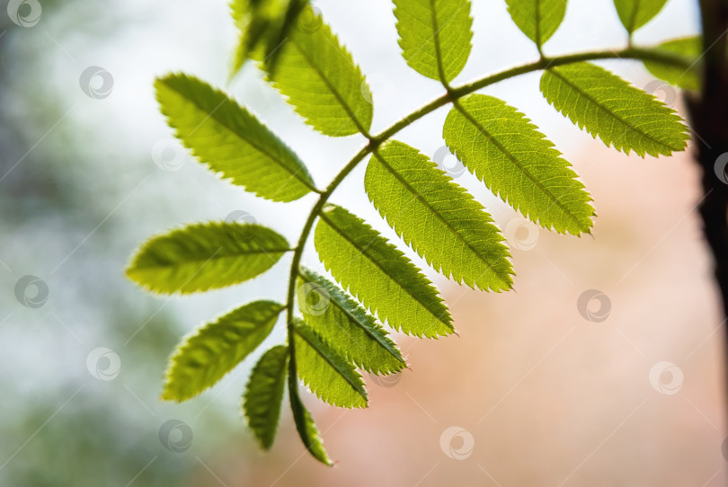 Скачать Молодые весенние листья рябины на размытом природном фоне. фотосток Ozero