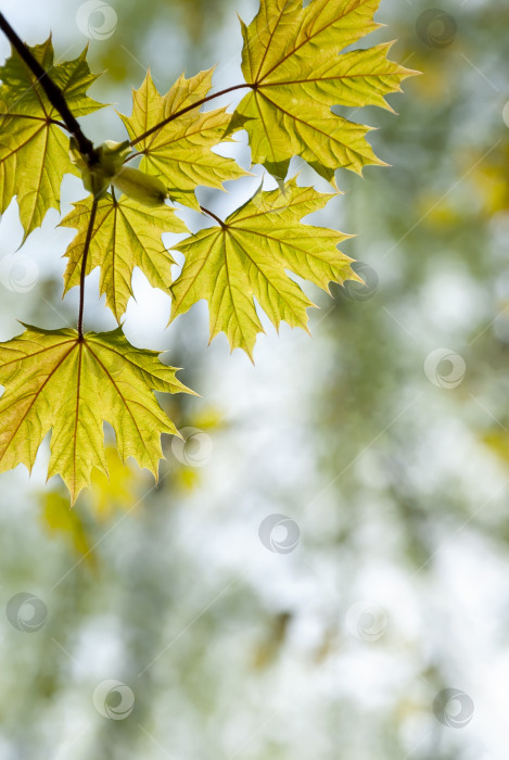 Скачать Молодые весенние кленовые листья на размытом естественном фоне. фотосток Ozero