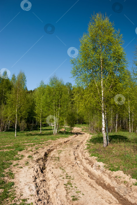 Скачать Весенний пейзаж леса с опушкой и грунтовой дорогой. фотосток Ozero