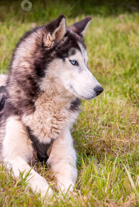 Скачать Хаски - красивая собака на зеленой весенней траве. фотосток Ozero