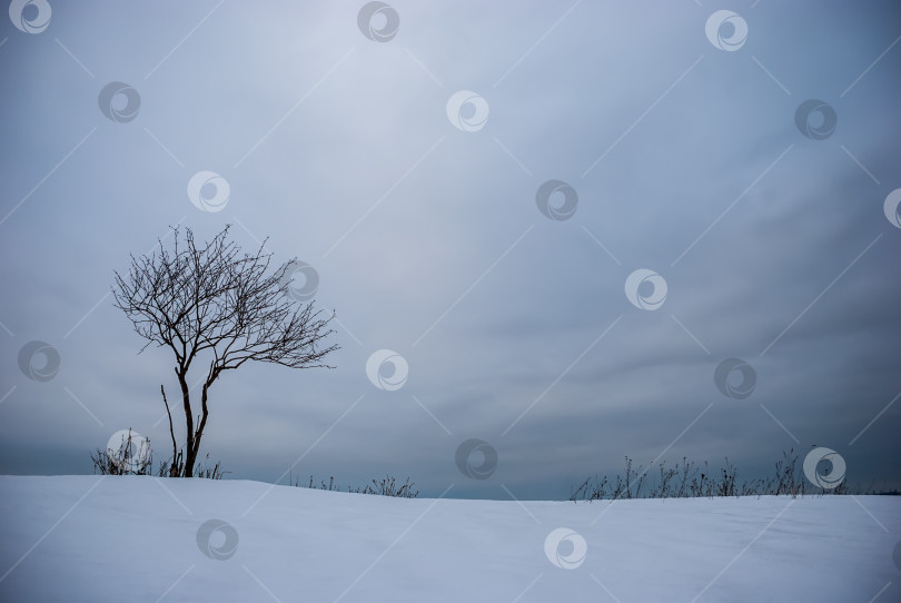 Скачать Зимний пейзаж. Одинокое дерево на фоне снега, неба и облаков. фотосток Ozero